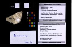 Foto (Objekt + Etikett) von Goniodromites sp.  (NHMW-GEO-1990-0041-2954)